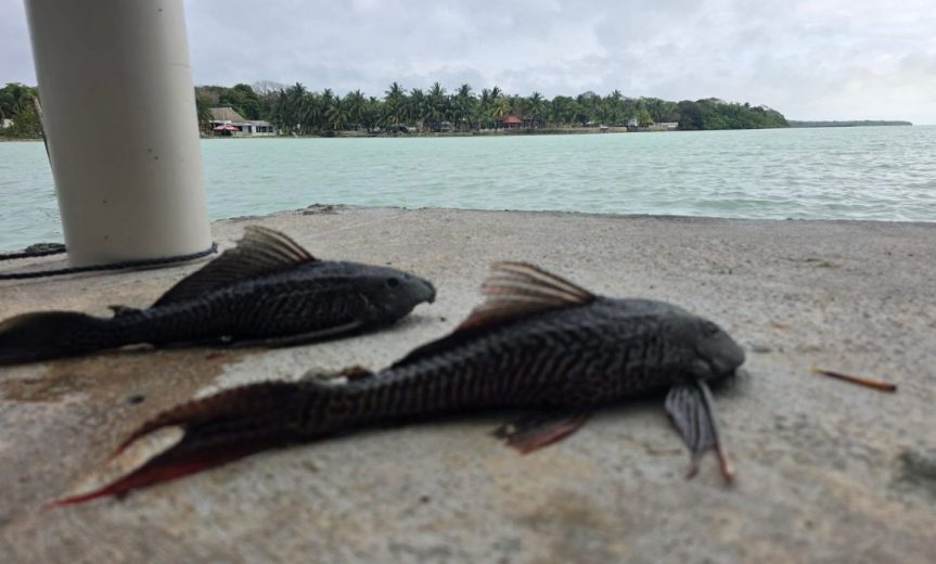 El pez diablo, una nueva amenaza para el&nbsp;manatí