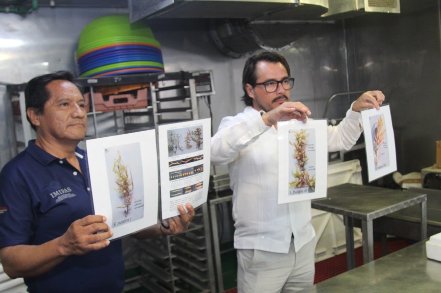 Realizan investigación de alto nivel en Quintana Roo para la atención del&nbsp;sargazo