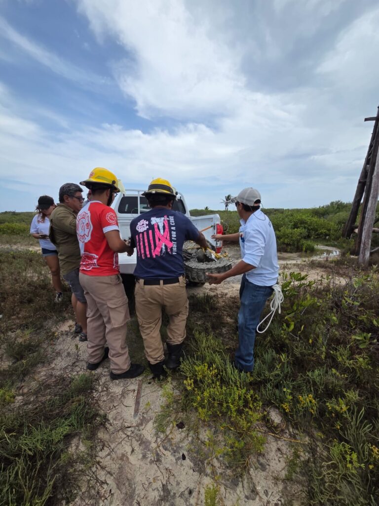 Rescatan y liberan cocodrilo de casi tres metros en la zona costera sur de&nbsp;Cozumel