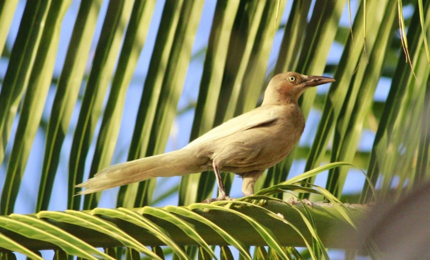Especialistas de la FPMC y ciencia ciudadana documentan caso inusual de pigmentación en un ave de la especie Zanate&nbsp;Mayor