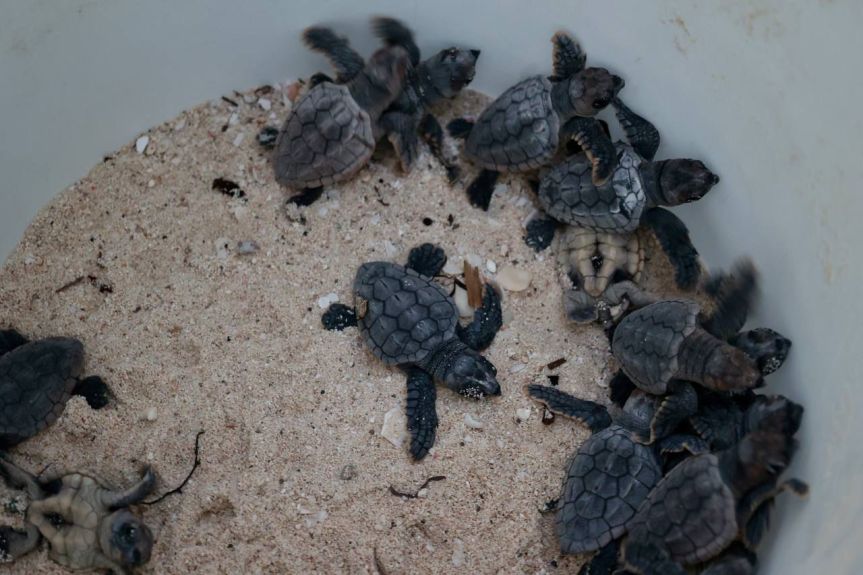 Cerramos con éxito la Temporada de Tortugas Marinas 2025: Ana Paty&nbsp;Peralta