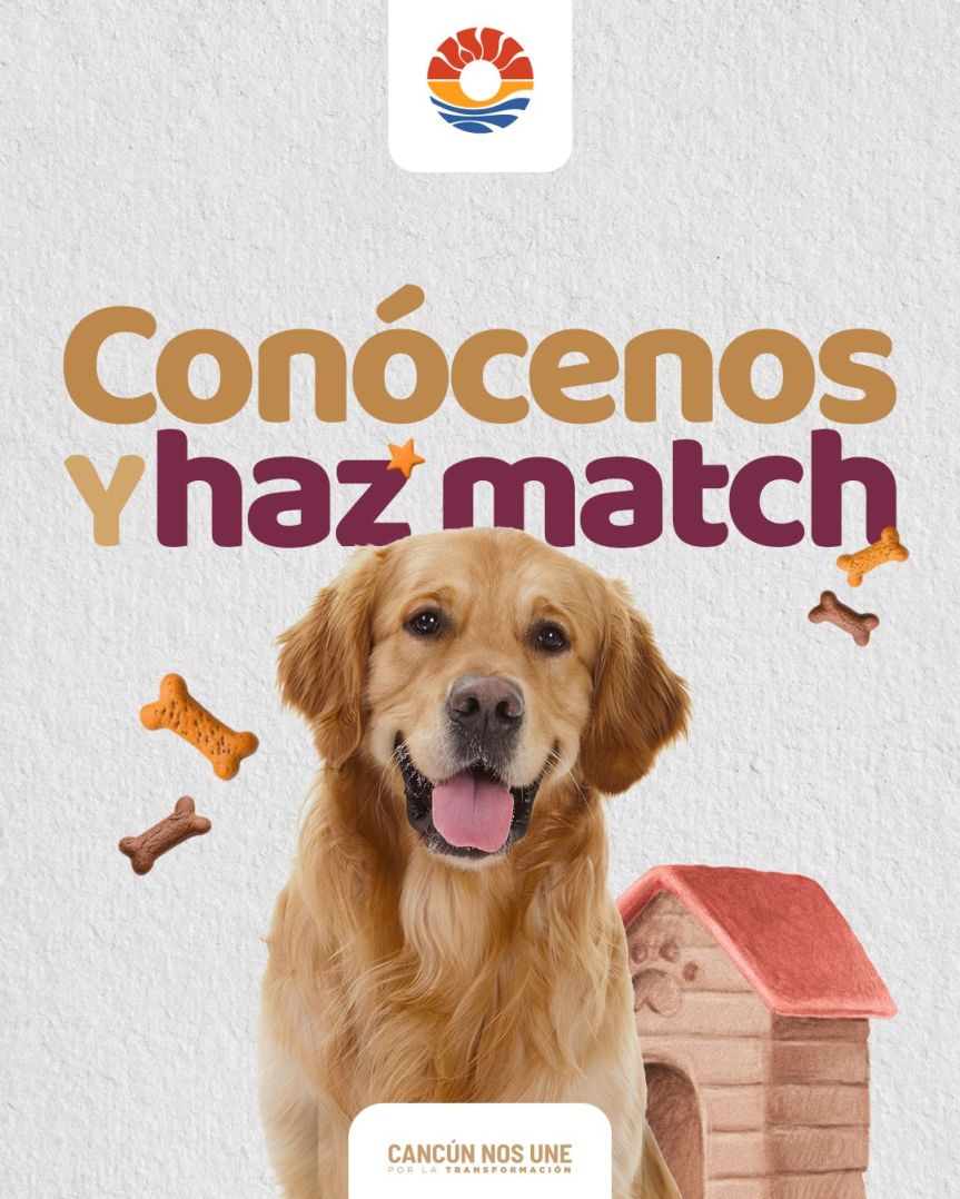 Ven, conócelos y haz match: en Cancún el amor también se&nbsp;adopta