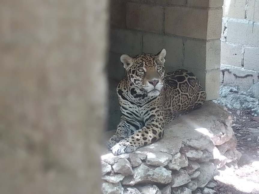 FGE Quintana Roo y autoridades de Medio Ambiente rescatan 15 ejemplares de fauna silvestre, enjaulado en un predio en Playa del&nbsp;Carmen