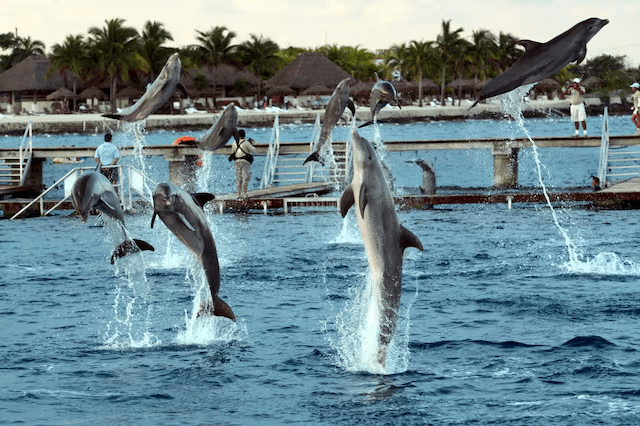 Profepa busca reubicar a nueve delfines de Dolphin Discovery en&nbsp;Cancún